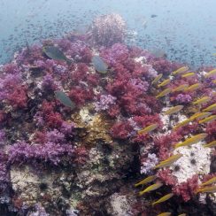 beautiful soft corals at shark point