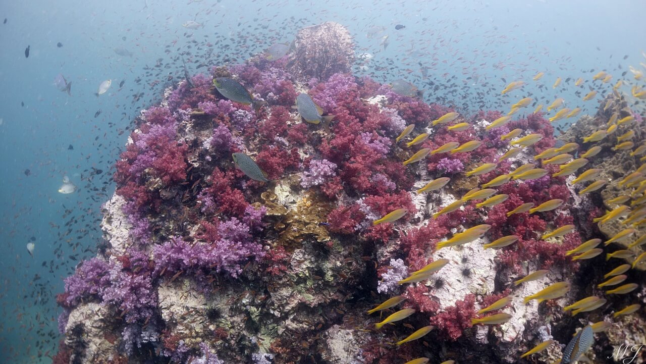 beautiful soft corals at shark point