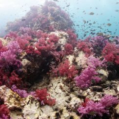 soft coral flower garden