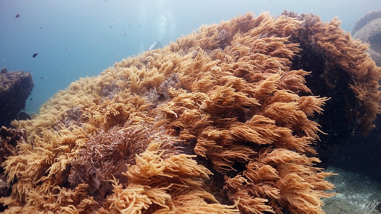 wave of soft corals