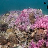 soft coral garden in south andaman