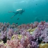a diver and purple soft corals