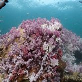 Full of soft corals with divers