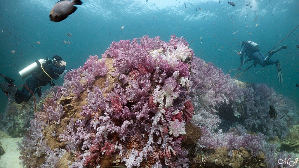 Full of soft corals with divers