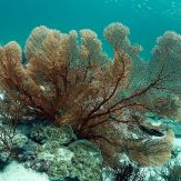 huge fan coral in south andaman