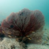 beautiful big fan coral