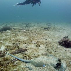 diver with sting ray