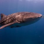 Big whale shark at similan