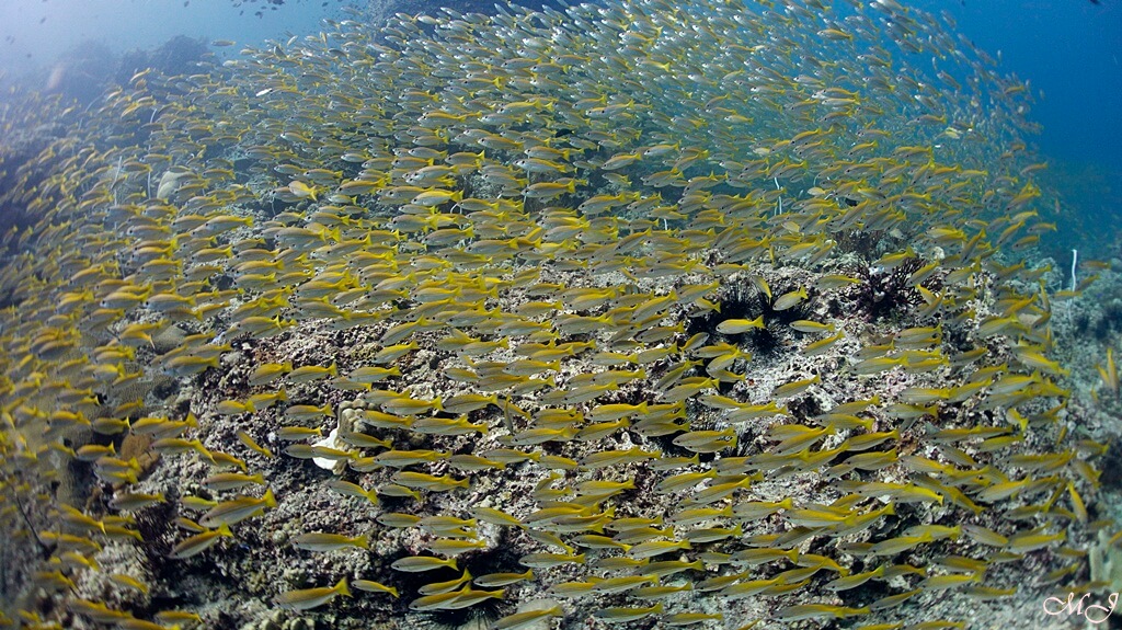 Full of yellow snapper