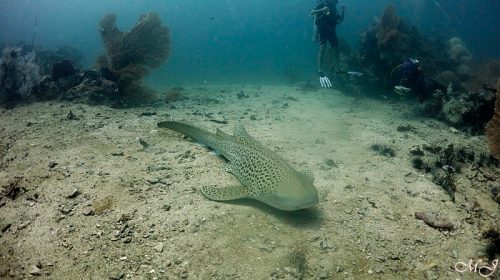 leopard shark at shark point