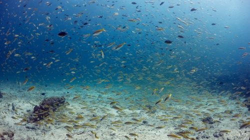 full of fish in racha