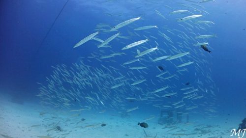 Large school of barracudas underwater at Racha Yai, Phuket diving.