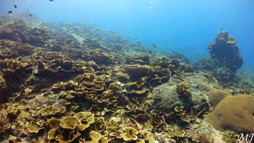 Colorful coral reef at Racha Noi dive site in Phuket,