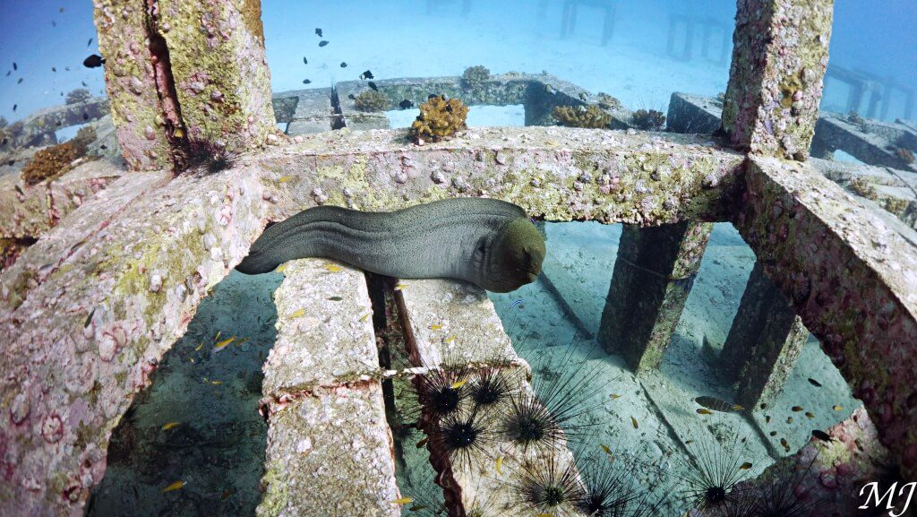 Scuba divers at Racha Yai artificial reef cube with moray eel.