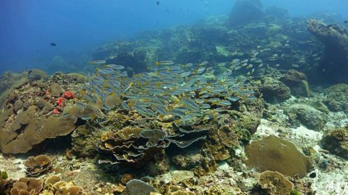 School of snappers over coral reef at Racha Noi, popular Phuket dive site.